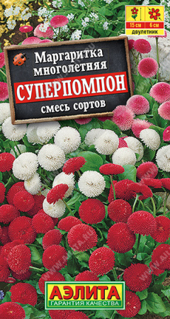 маргаритка суперпомпон аэлита