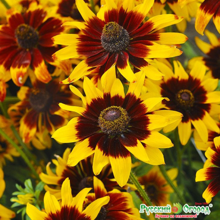 Рудбекия Ястребиный глаз рус.огород