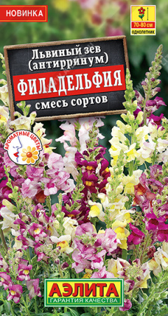 Львиный зев Филадельфия аэлита
