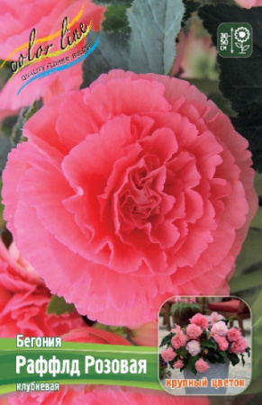 500x500.3276363a1d298cb2