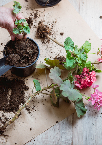 Пересадка цветов