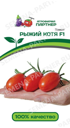 рыжий котя