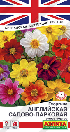 Георгина Английская садово-парковая аэлита